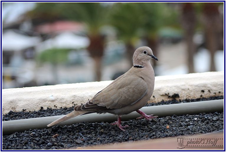 dove